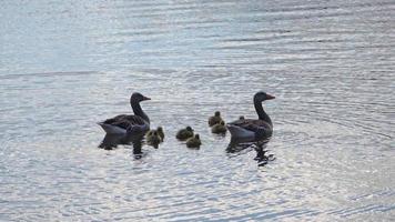 kleine Canadese gans op reis door meren en weiden met de familie van de Canadese ganzen. babyvogel en kleine biddy kunnen al op het water zwemmen. volg zijn ouders door de wilde natuur video