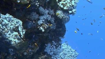Underwater shots while diving on a colourful reef with many fishes video