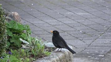 Close up of male black blackbird looking around. video