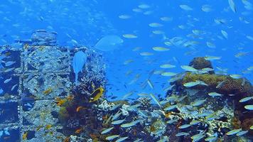 Underwater shots while diving on a colourful reef with many fishes. video