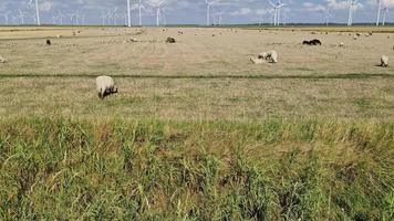 Panoramic view on sheeps in front of alternative energy wind mills video