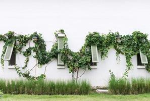 Green wooden window with the grape vine. photo