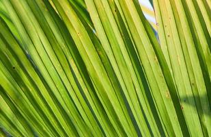 Coconut leaf background. photo