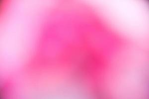 Pink blur background of the rose garden. photo