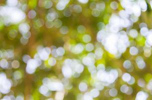 Abstract background with the soft bokeh of the fresh leaf. photo