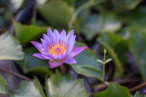 Lotus flower and Lotus flower plants photo