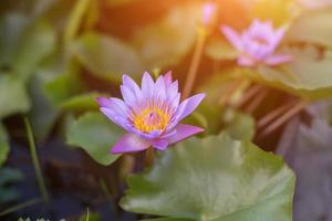 Lotus flower and Lotus flower plants photo