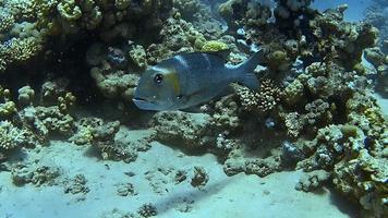 tomas submarinas mientras bucea en un colorido arrecife con muchos peces. video