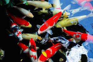 Peces coloridos del acuario en aguas azules oscuras y profundas foto