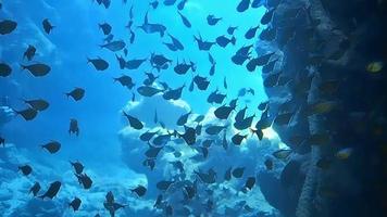 tiros subaquáticos enquanto mergulha em um recife colorido com muitos peixes. video