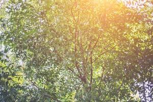 forest trees. nature green wood sunlight backgrounds. photo