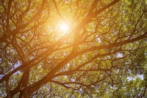 forest trees. nature green wood sunlight backgrounds. photo