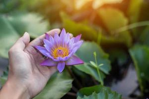 Lotus flower and Lotus flower plants photo