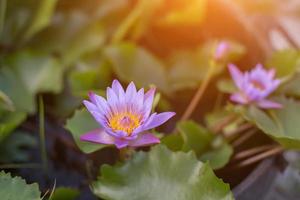 Lotus flower and Lotus flower plants photo