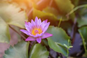 flor de loto y plantas de flor de loto foto