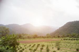 un montón de árboles en la montaña foto