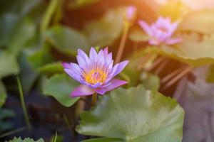 Lotus flower and Lotus flower plants photo