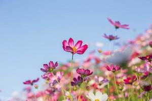 Pink and red cosmos flowers garden and soft focus photo