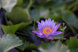 Lotus flower and Lotus flower plants photo