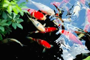 Peces coloridos del acuario en aguas azules oscuras y profundas foto