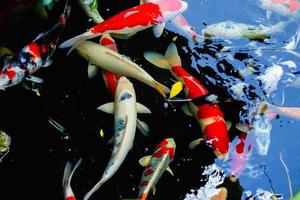 Peces coloridos del acuario en aguas azules oscuras y profundas foto