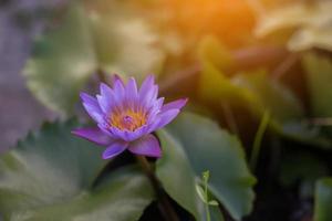 Lotus flower and Lotus flower plants photo