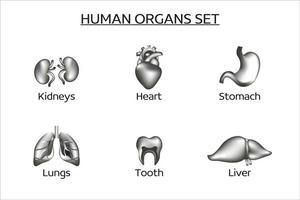 Set of vector human organs. The set contains the liver, kidneys, lungs, heart, stomach, teeth. Medicine, internal organs. Black and white collection of 3d vector icons.