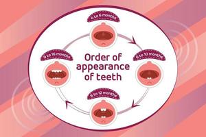 Baby first teeth. Children Order of appearance of teeth. Dental Teeth timing of their appearance. Dental milk tooth. Vector illustration.