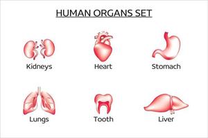 Set of vector human organs. The set contains the liver, kidneys, lungs, heart, stomach, teeth. Medicine, internal organs. Collection of 3d vector icons.