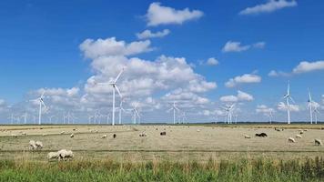 Panoramic view on sheeps in front of alternative energy wind mills