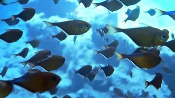 Unterwasseraufnahmen beim Tauchen an einem bunten Riff mit vielen Fischen. video