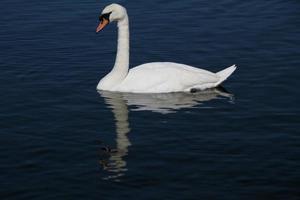 A view of a Mute Swan photo