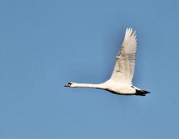 A view of a Mute Swan photo