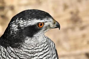 un primer plano de un halcón peregrino foto