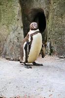 A close up of a Penguin photo