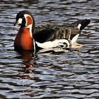 A view of a Red Breasted Goose photo