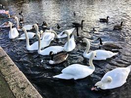 una vista de algunos cisnes y patos en wwt martin mere foto