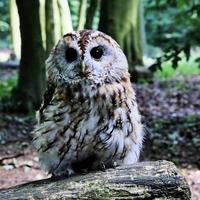 A close up of a Tawny Owl photo