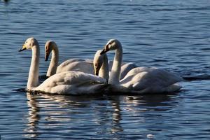 A close up of a Whooper Swan on the water photo