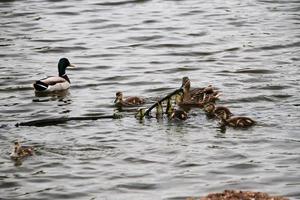 un primer plano de un pato real foto