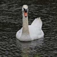 A view of a Mute Swan photo