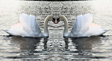 A close up of a Mute Swan photo