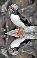 A view of a Puffin with Sand Eels on Farne Islands photo