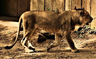 un primer plano de un león africano foto