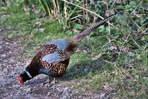 A close up of a Pheasant photo