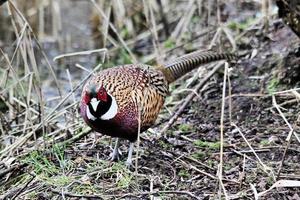 A close up of a Pheasant photo