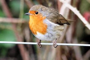 A close up of a Robin photo