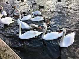 A view of some Swans and Ducks at WWT Martin Mere photo