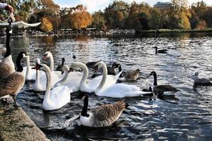 una vista de algunos cisnes y patos en wwt martin mere foto