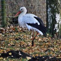 A close up of a White Stork photo